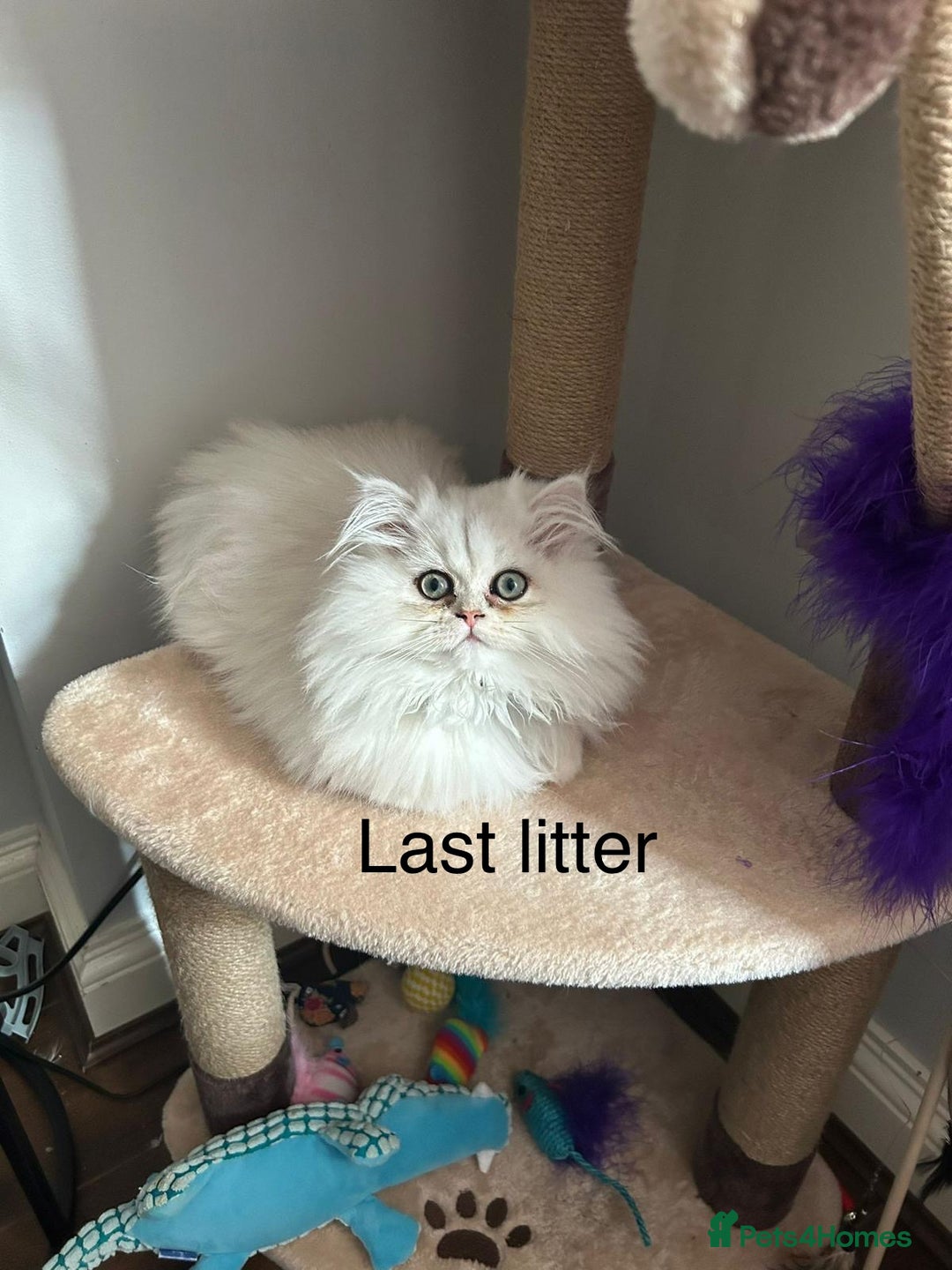 Persian cats for sale: Persian Chinchilla Kittens - Image 15