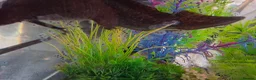 Axolotl reptiles for sale: Axolotl Eggs in Havant - Advert 1