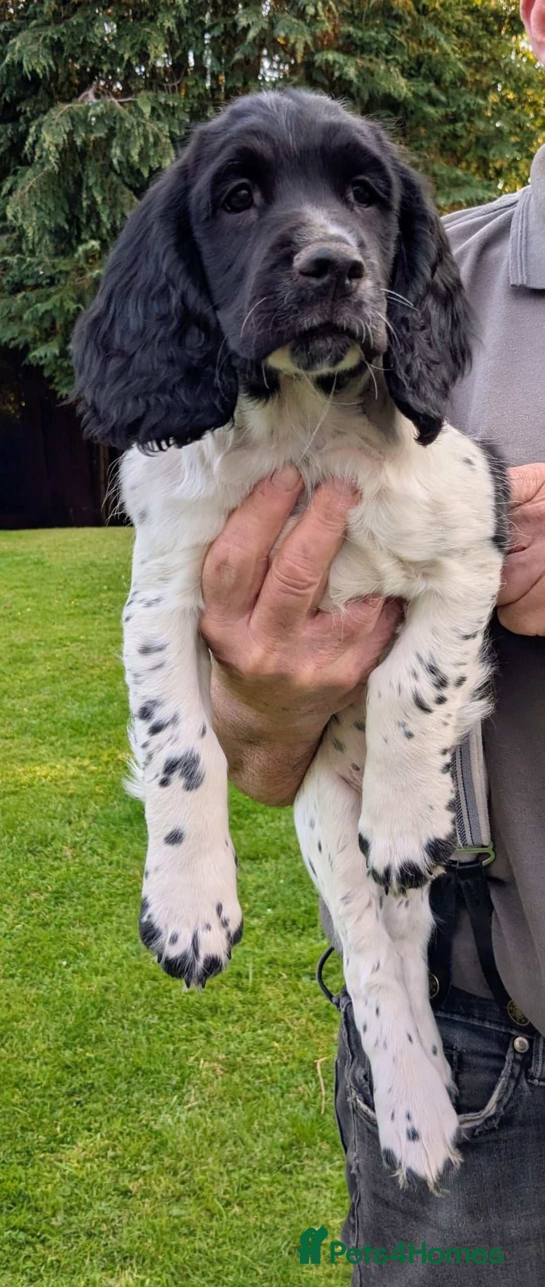 Sprocker dogs for sale: 🐾 SPROCKER PUPPIES 🐾 - Image 2