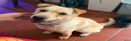 Mixed Breed dogs for adoption: ❤️🐶 LAIMA – HOW IS THIS WONDERFUL GIRL WAITING - Advert 1