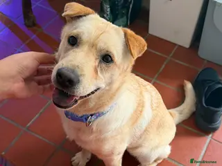 Mixed Breed dogs ❤️🐶 LAIMA – HOW IS THIS WONDERFUL GIRL WAITING - Advert 1