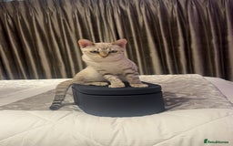 Bengal cats for sale: Bengal kittens for sale - Image 2