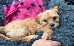 Cavapoo dogs for sale: Beautiful cavapoo puppy girl - Image 3