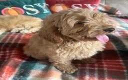 Cockapoo dogs for sale: Stunning cockapoos - Image 7