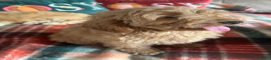 Cockapoo Puppy 4