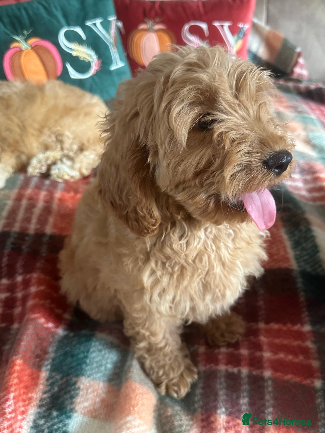 Cockapoo dogs for sale: Stunning cockapoos - Image 7