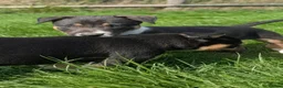 Mixed Breed dogs for sale: Collie/Lurcher puppies for sale - Advert 10