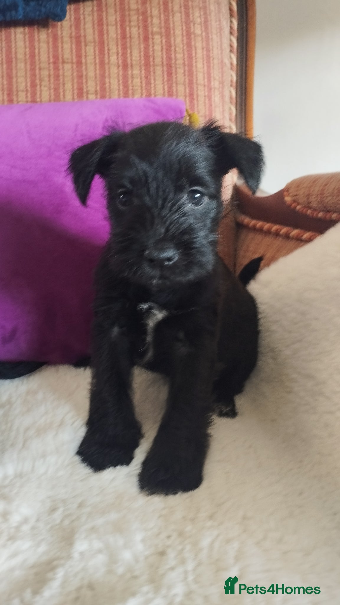 Miniature Schnauzer dogs Stunning Mini Schnauzers - Advert 1