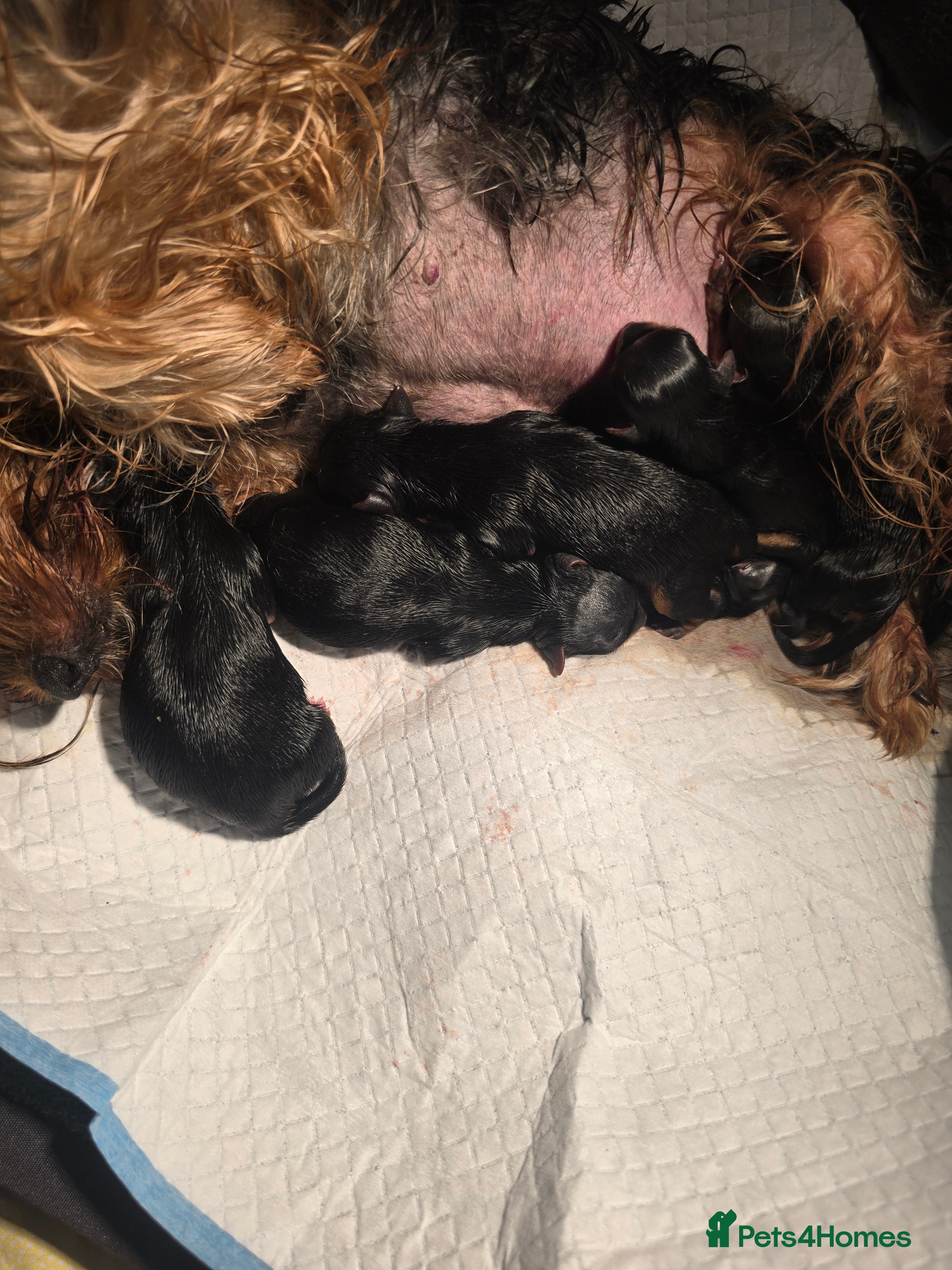 Yorkshire Terrier dogs beautiful black and tan Yorkshire terriers - Advert 1