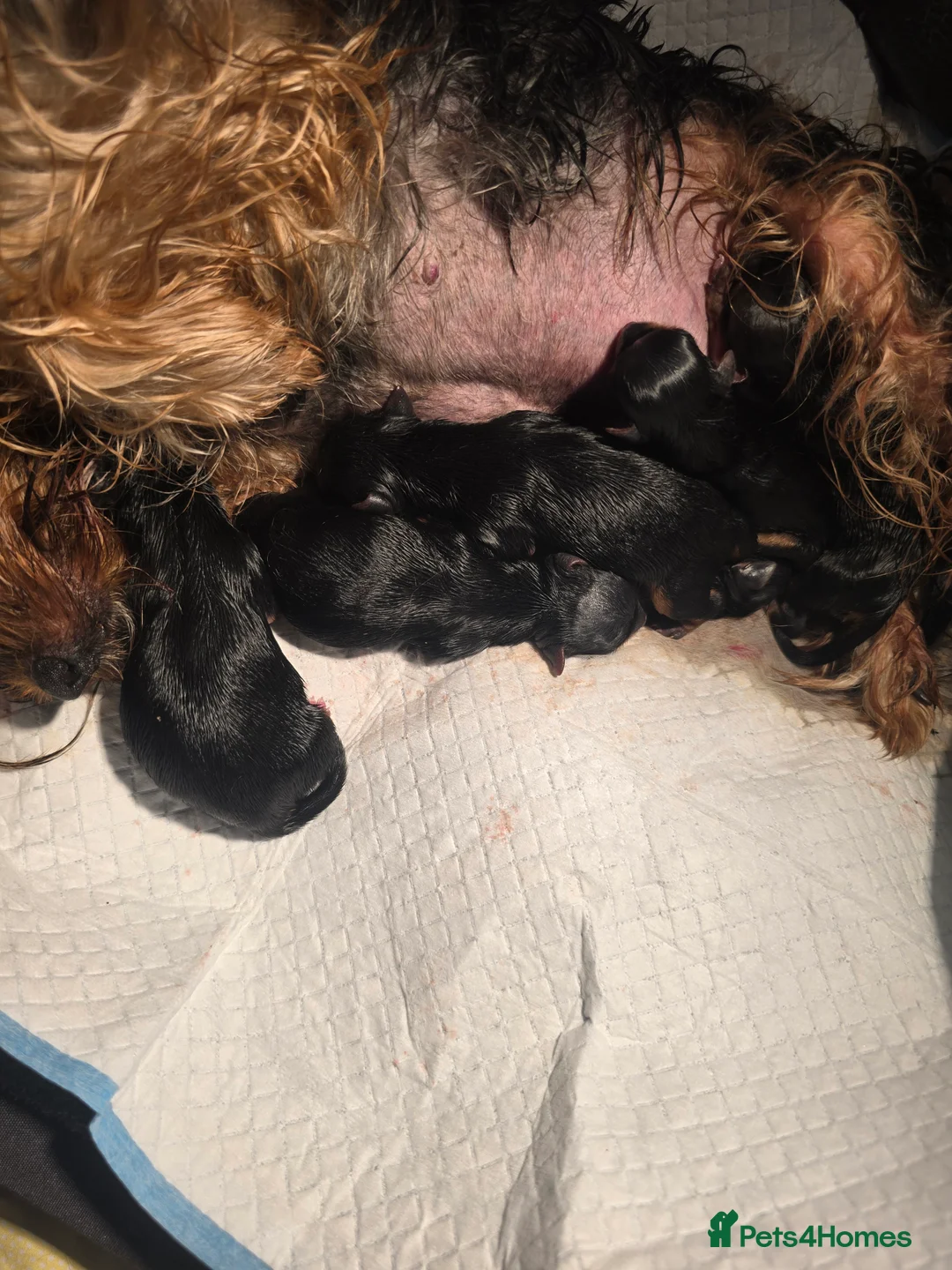 Yorkshire Terrier dogs for sale: beautiful black and tan Yorkshire terriers - Advert 1