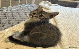 Ragdoll cats for sale: Ragdoll x bengal //// bengal x tabby - Image 11