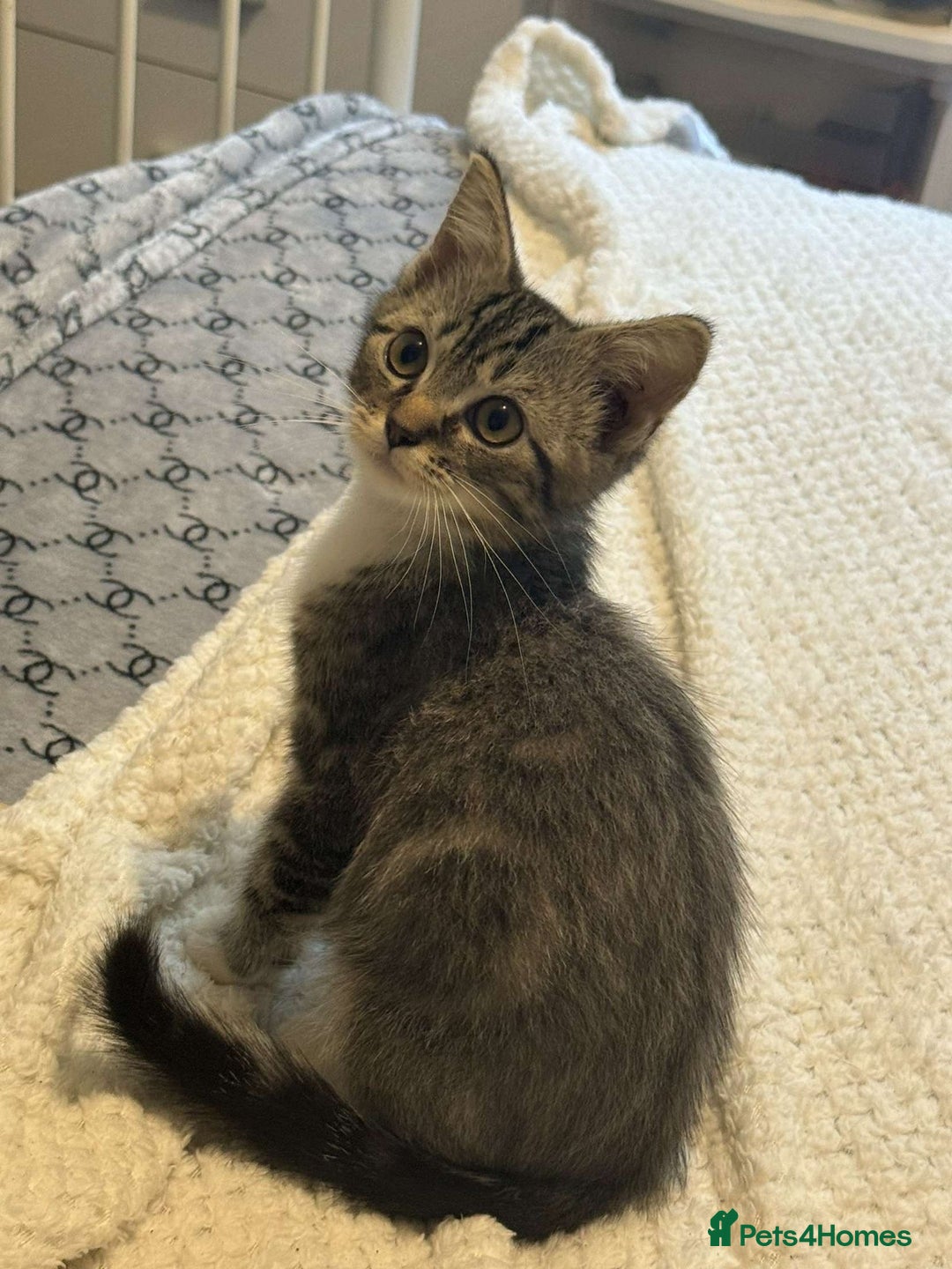 Ragdoll cats for sale: Ragdoll x bengal //// bengal x tabby - Image 11