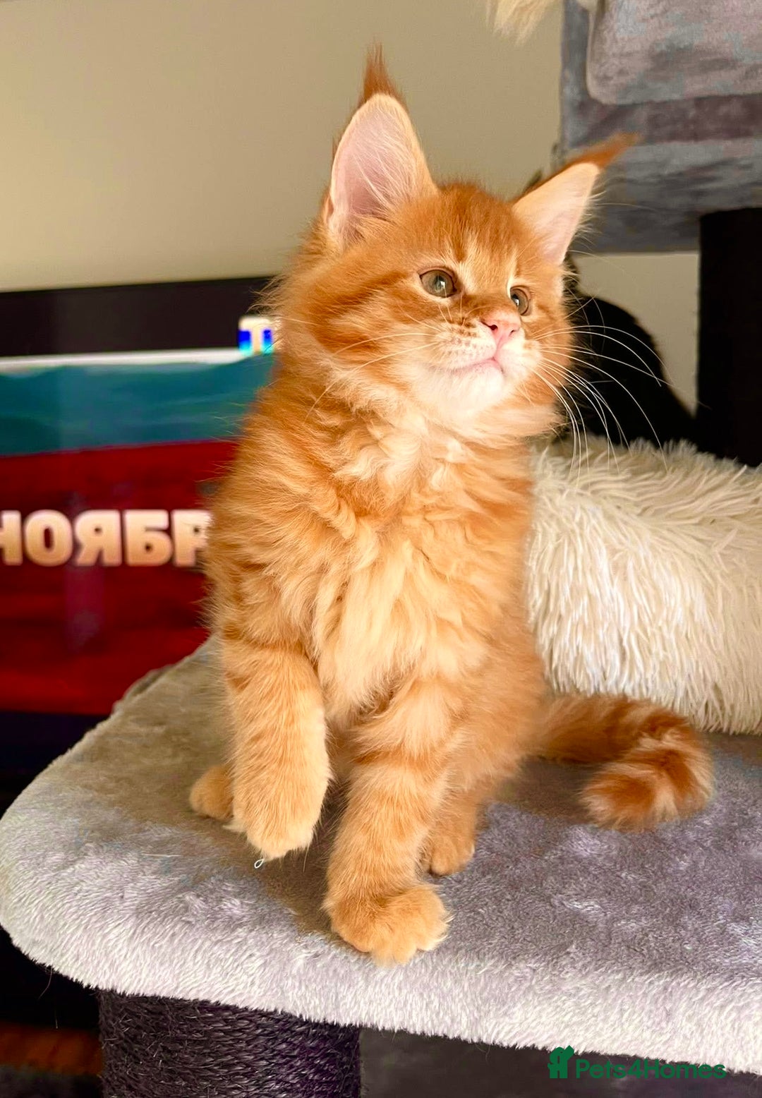 Maine Coon cats for sale: Maine Coon XXXL - Advert 17