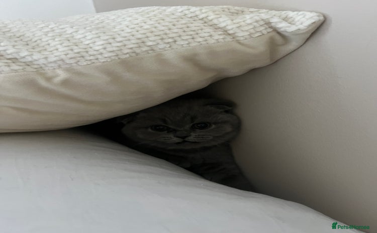 Scottish Fold cats - Advert 2