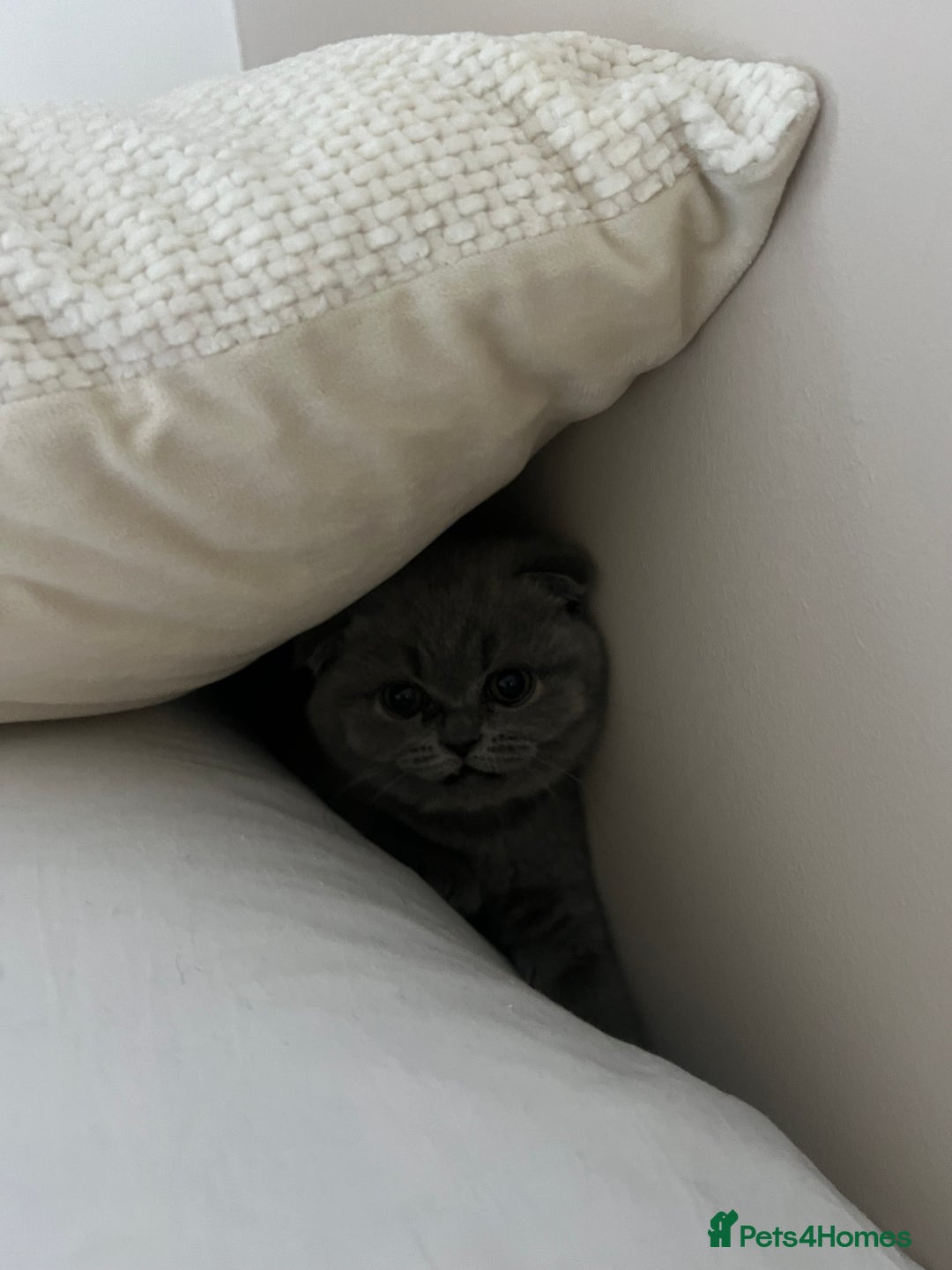 Scottish Fold cats for sale: Beautiful chunky Scottish fold - Image 14
