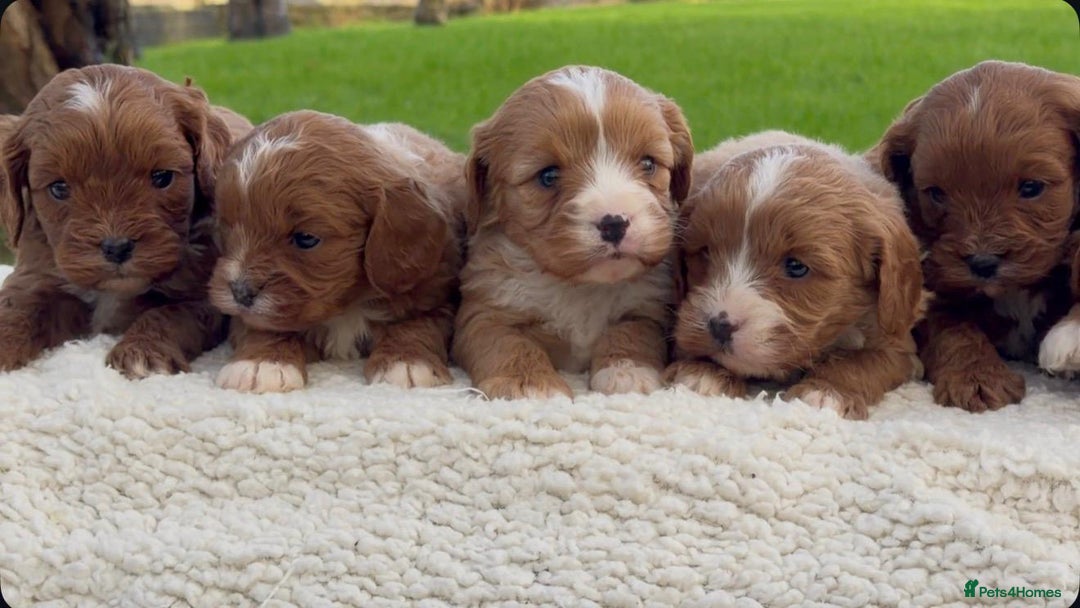Cavapoo dogs for sale: Cavapoo Puppies - Advert 8