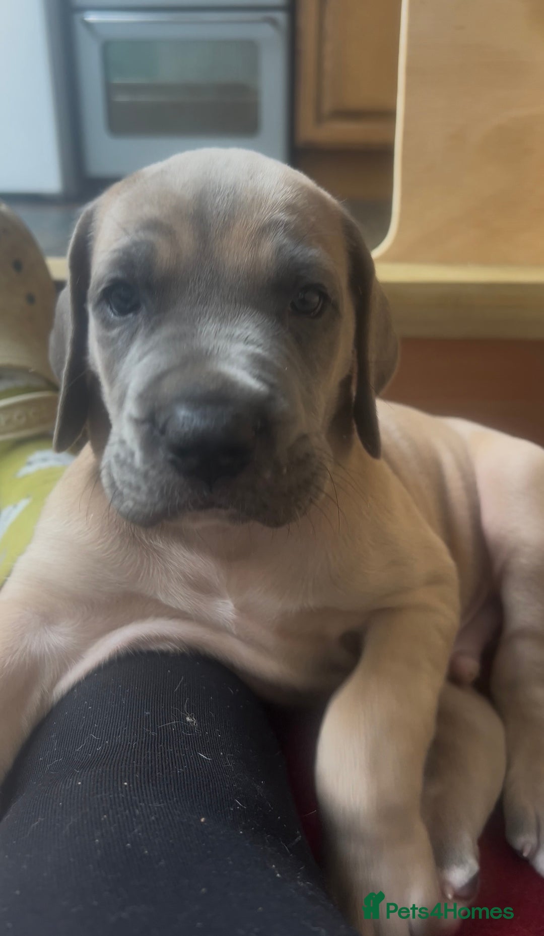Great Dane dogs for sale: Great Dane puppy’s  - Image 34