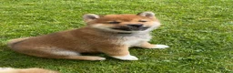 Japanese Shiba Inu dogs for sale: Quality chunky Shiba Inu puppies - Advert 4