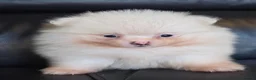 Pomeranian dogs for sale: Absolutely  stunning pomeranian  puppies  - Advert 16