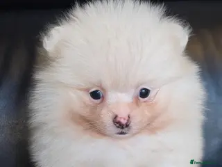 Pomeranian dogs Beautiful pomeranian puppies ready to go - Advert 18