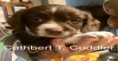 English Springer Spaniel dogs - Advert 5