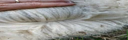 Alpaca livestock for sale: BAS registered breeding female Alpacas  in Totnes - Advert 12