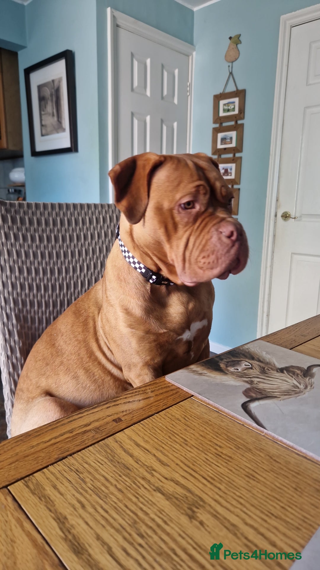 Mixed Breed dogs for sale: URGENT. Bruce the bordeux  - Image 4