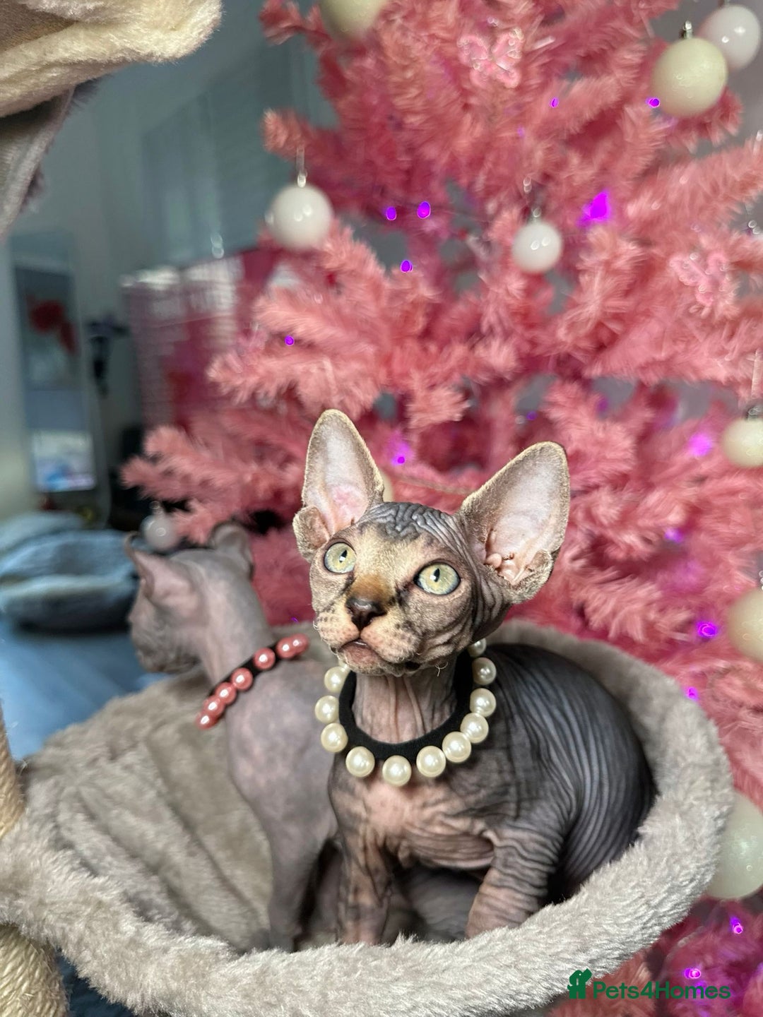 Sphynx cats for sale: 🌟 Stunning Sphynx & Elf Kittens  - Advert 15