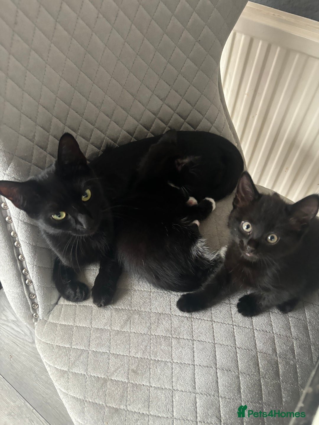 Mixed Breed cats for sale: Black and white kittens - Image 7