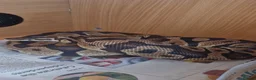Python Snake reptiles for sale: Royal Python - Pastel  - Advert 2