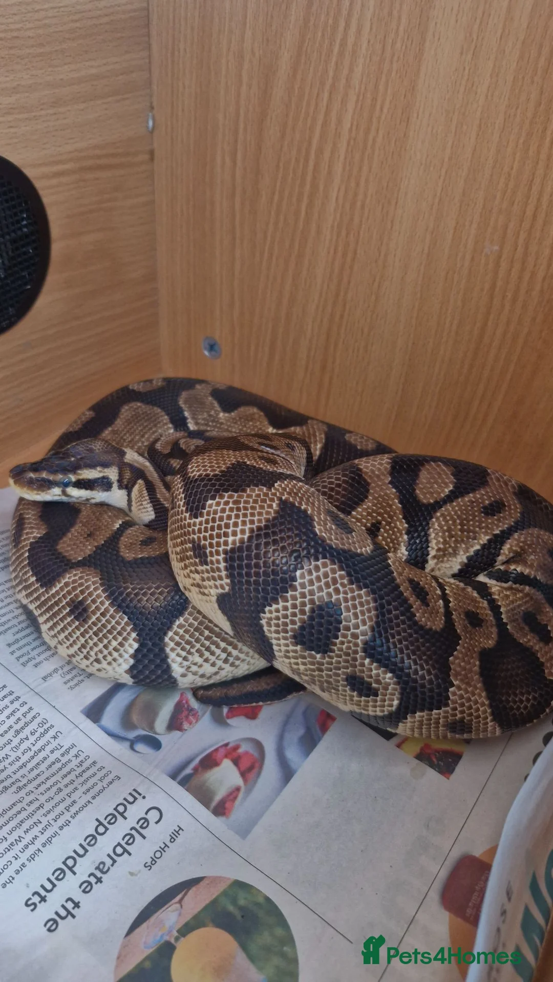 Python Snake reptiles for sale: Royal Python - Pastel  - Advert 2