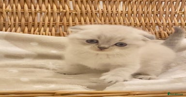 British Shorthair cats - Advert 16