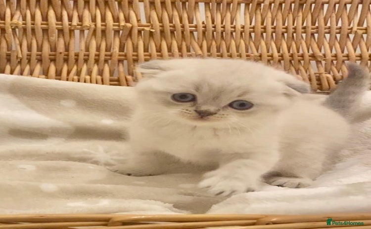 British Shorthair cats - Advert 1