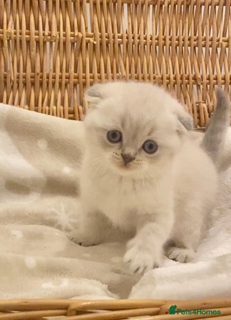 British Shorthair cats - Advert 1