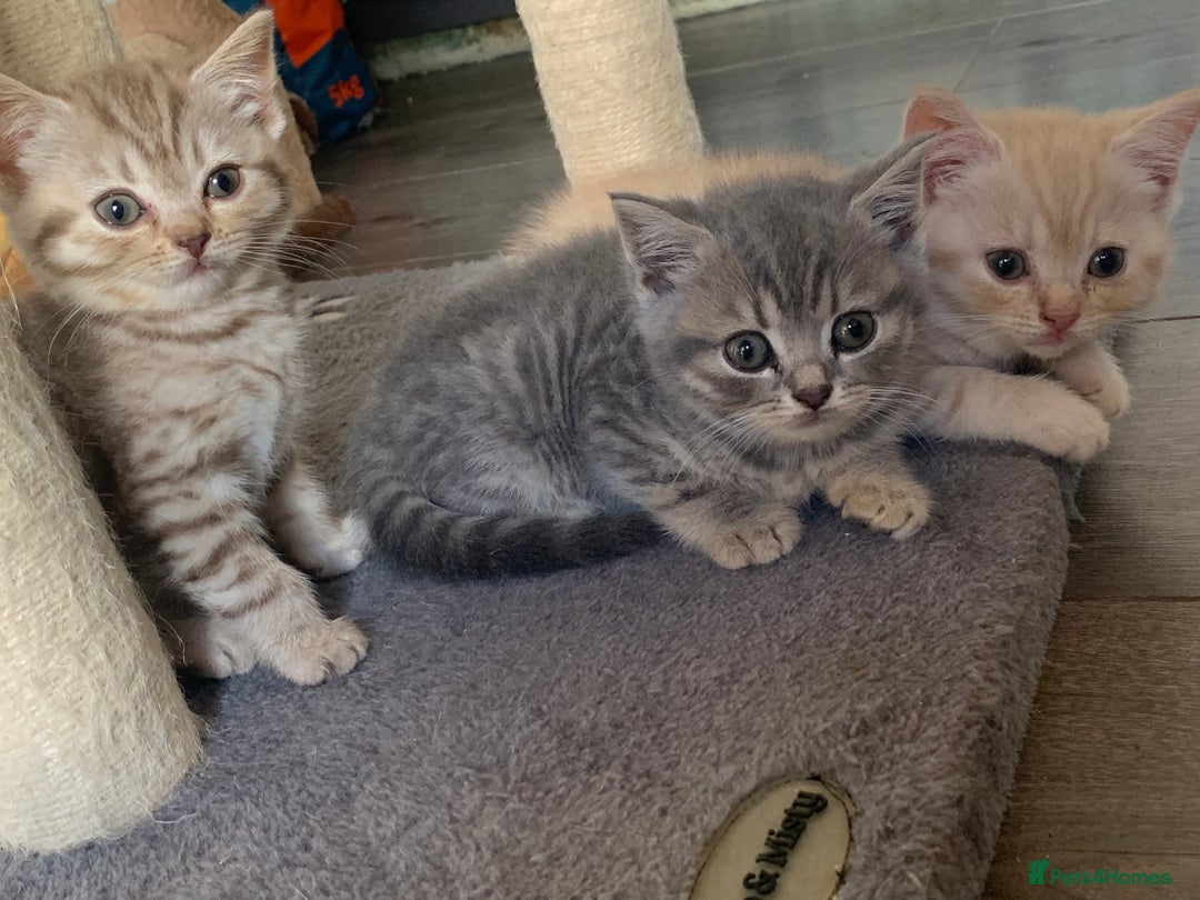 British Shorthair cats for sale: British shorthair kittens  - Image 9