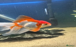 Fancy Goldfish fish for sale: 7 fancy gold fish for sale  - Image 6