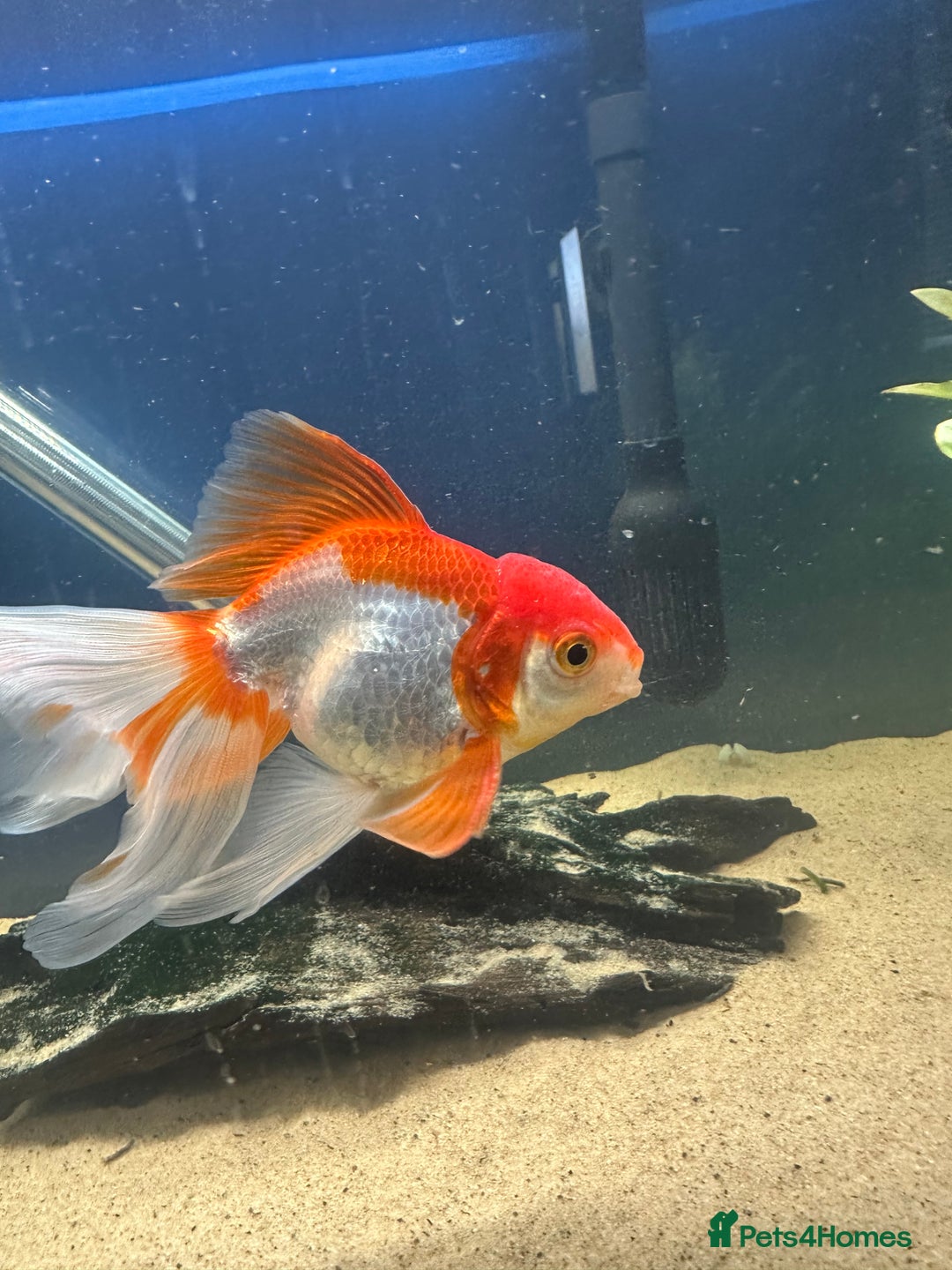 Fancy Goldfish fish for sale: 7 fancy gold fish for sale  - Image 6