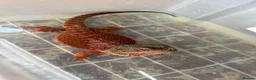 Bearded Dragon reptiles for sale: Stunning adult bearded dragons  - Advert 5