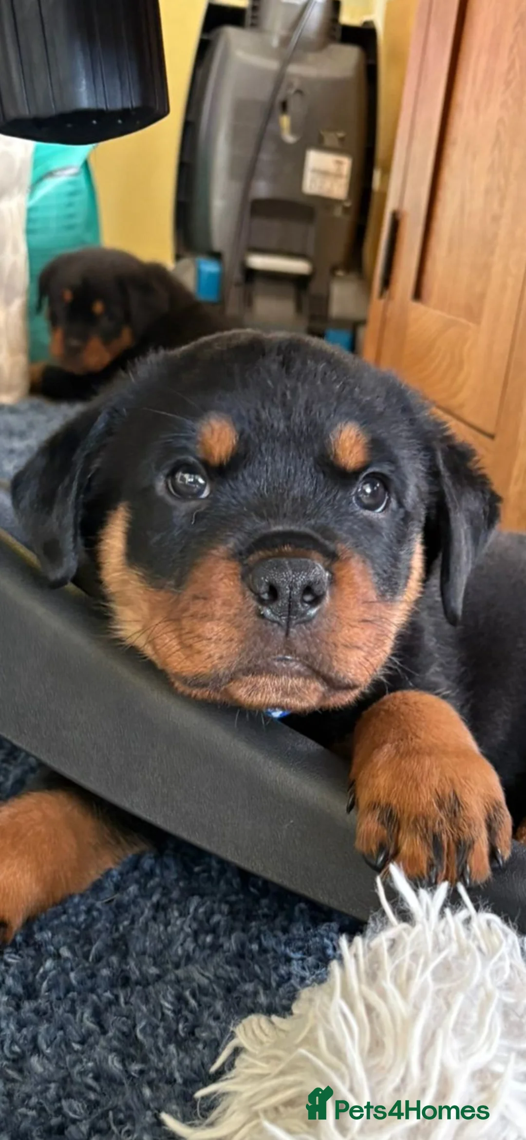 Rottweiler dogs for sale: Male Rottweiler pups for sale  in Stockport - Advert 1