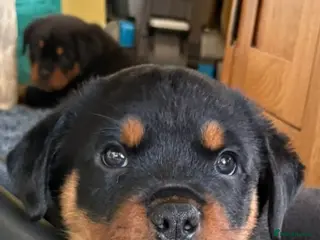 Rottweiler dogs Male Rottweiler pups for sale - Advert 1