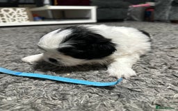 Mixed Breed dogs for sale: 6 beautiful Shih Tzu/Pomerianian puppies !  - Image 16
