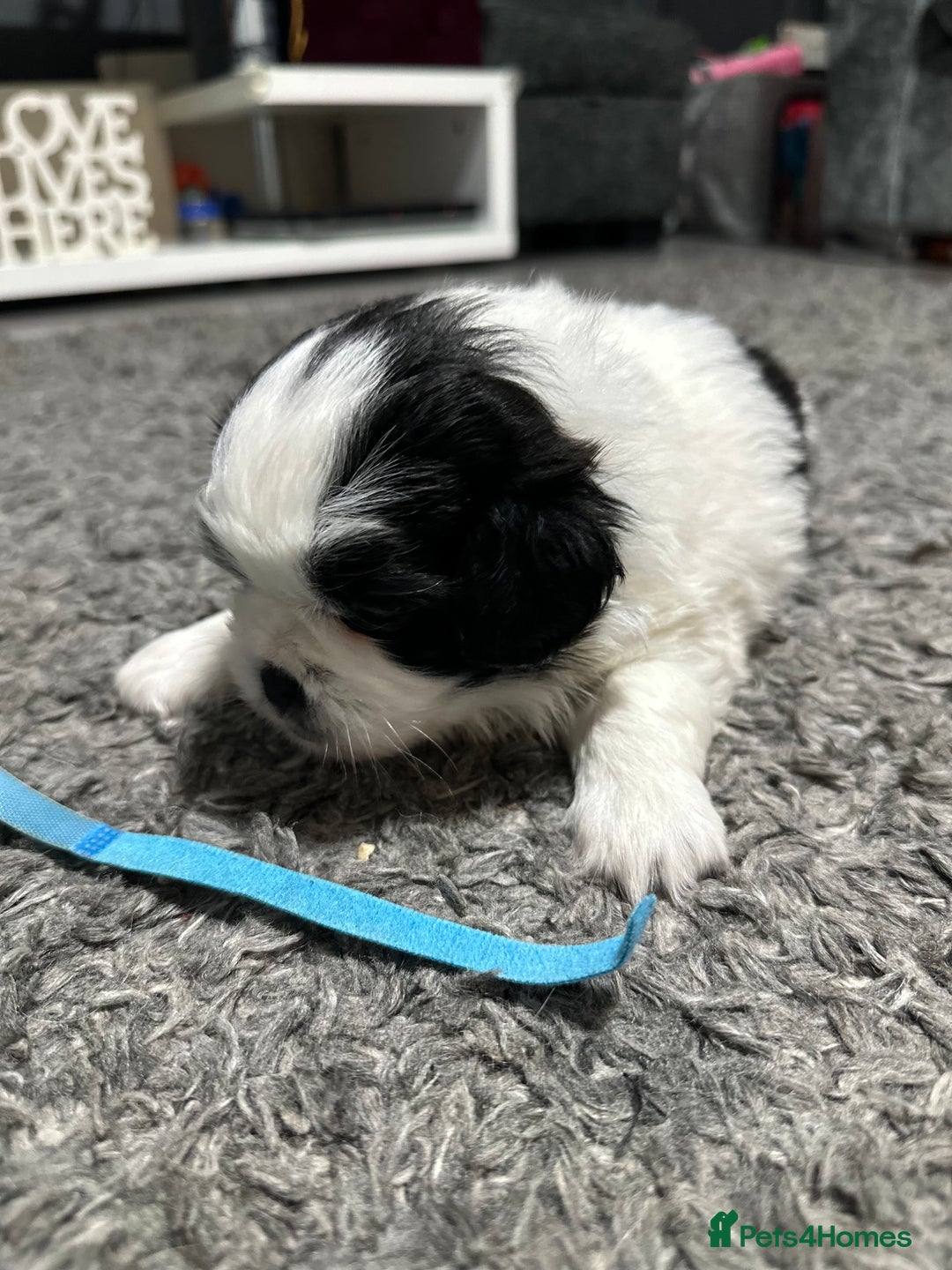 Mixed Breed dogs for sale: 6 beautiful Shih Tzu/Pomerianian puppies !  - Image 16