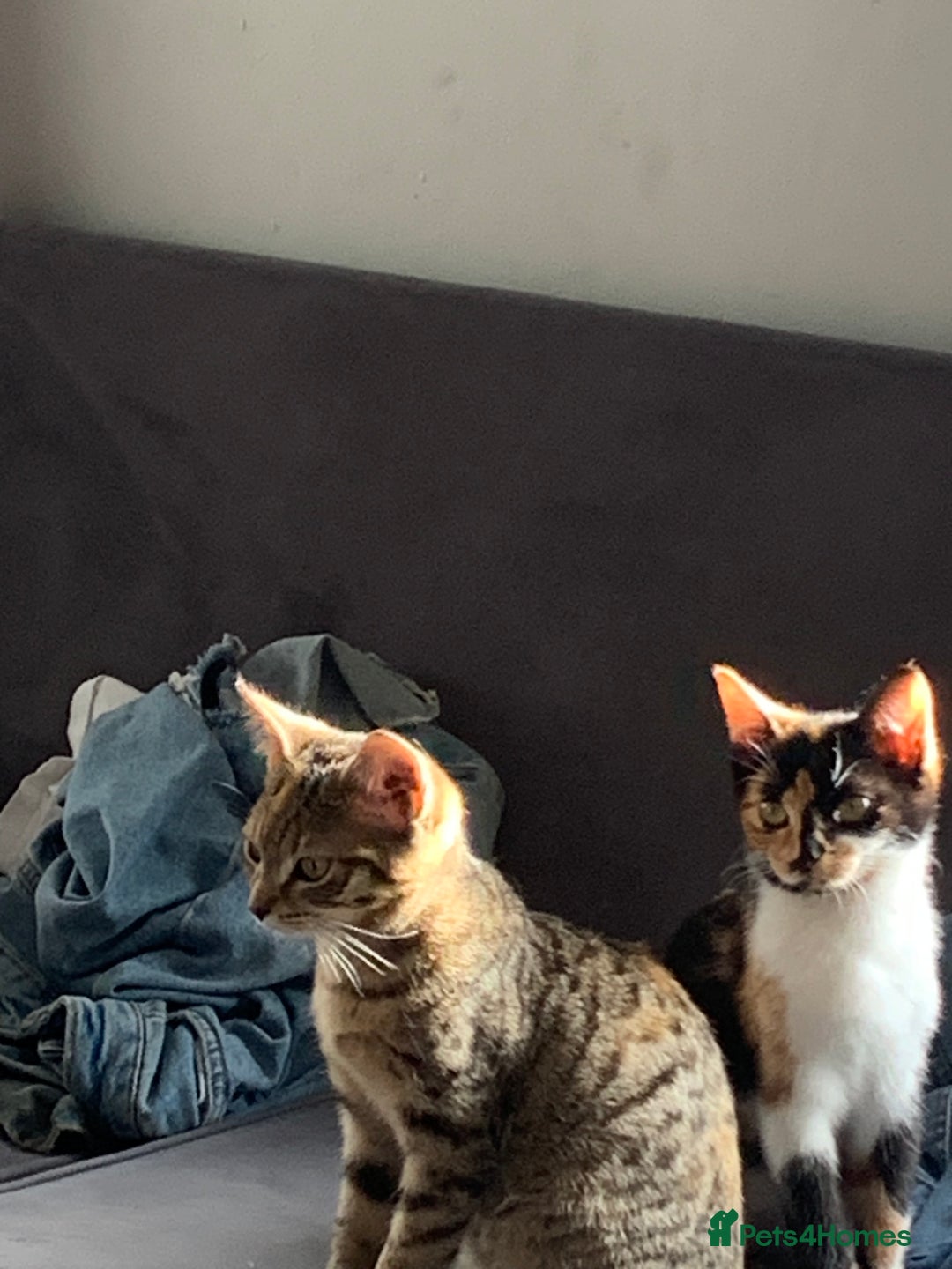 Mixed Breed cats for sale: Male kitten 10 weeks old fully weaned  - Advert 5