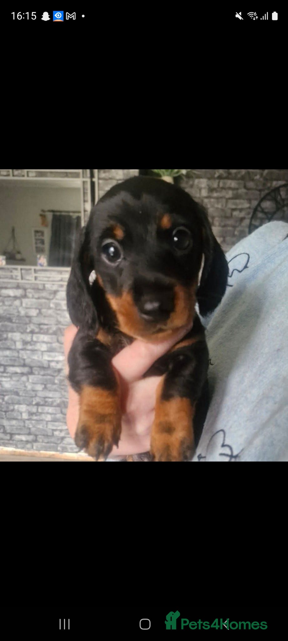 Dachshund dogs Beautiful miniture dachshunds  - Advert 1