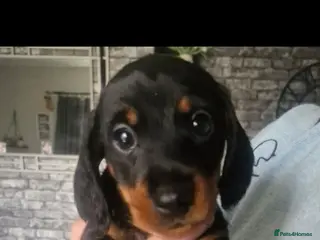 Dachshund dogs Beautiful miniture dachshunds - Advert 1