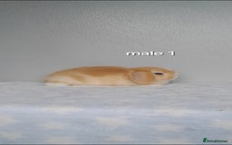 Mini Lop rabbits for sale: Stunning pure breed mini lops - Image 4