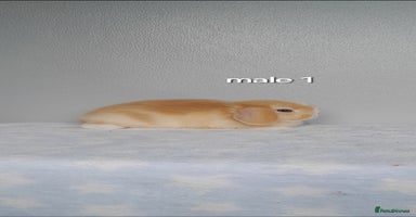 Mini Lop rabbits - Advert 5