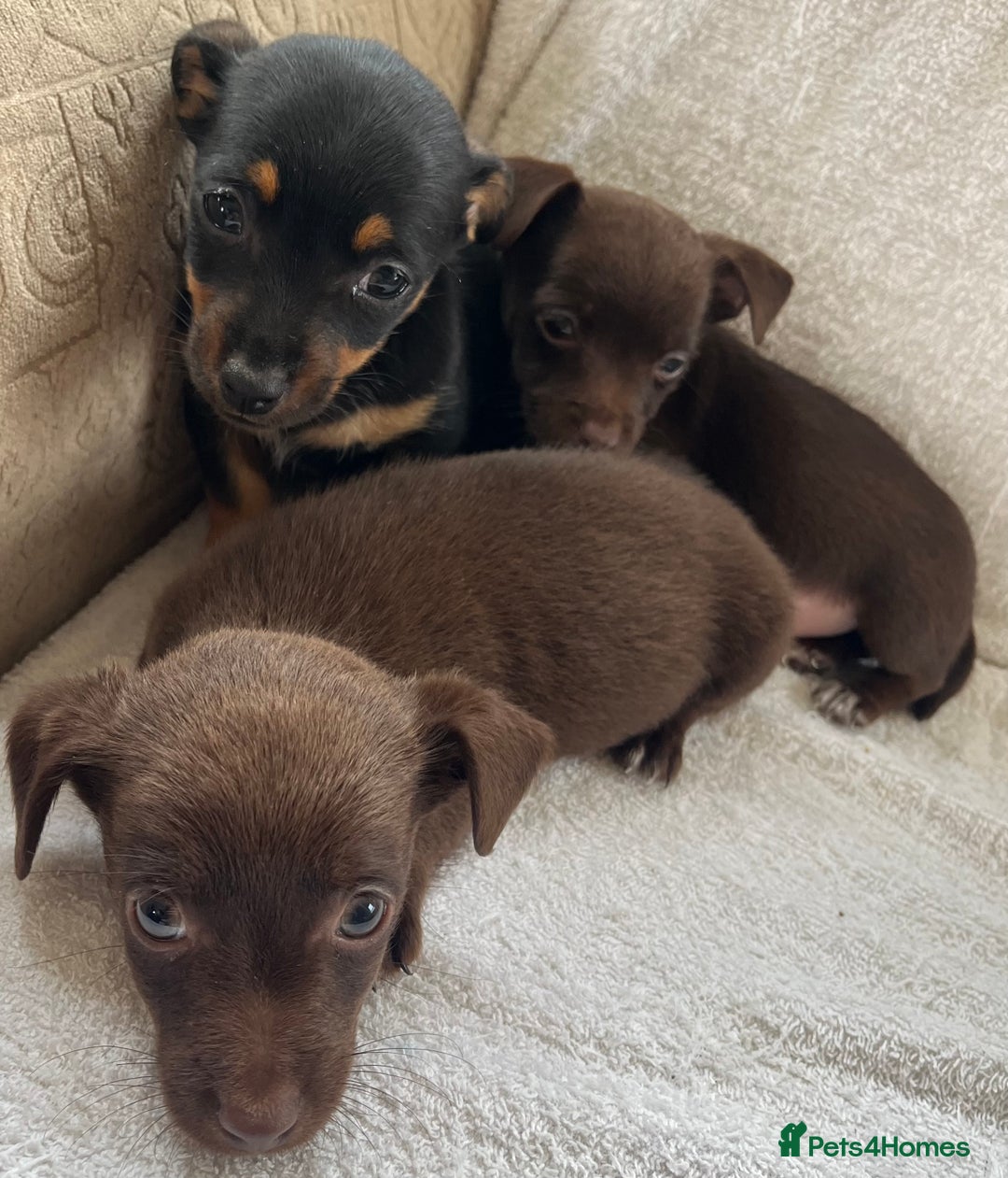 Jack Russell dogs for sale: Miniature Jack Russel’s - Image 11