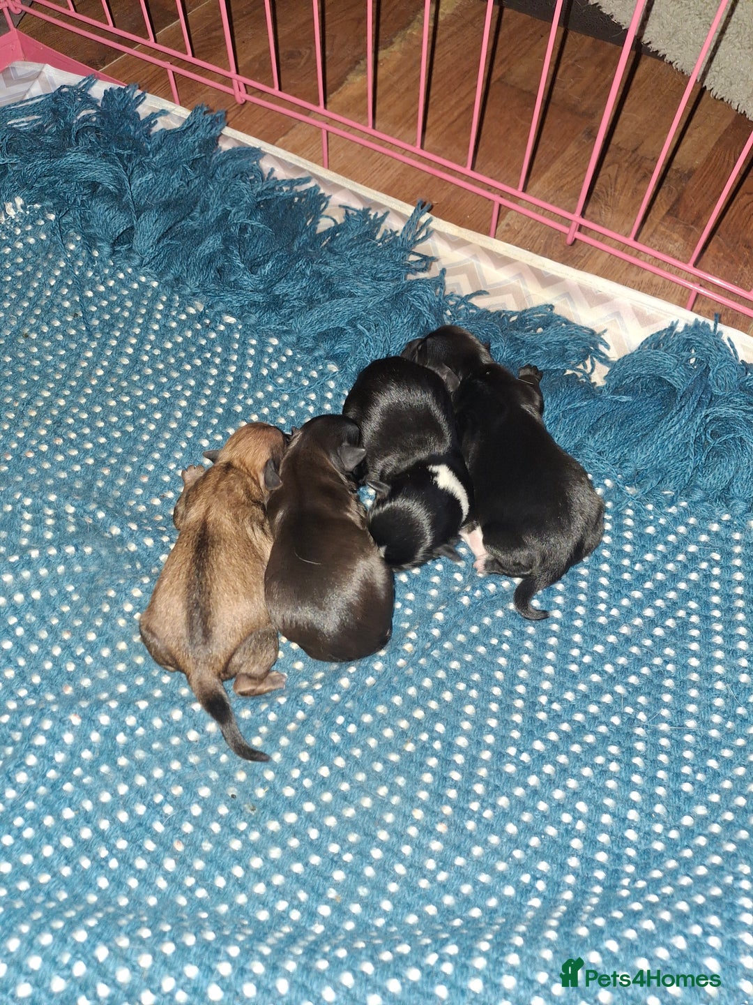 Patterjack dogs for sale: Patterdale/Jack Russell pups for sale 2 boys left - Advert 3
