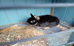 Netherland Dwarf rabbits for sale: Netherland dwarf females and males - Image 5